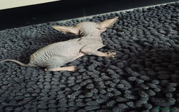 Sphynx cats for sale: Stunning Canadian sphynx kittens - Image 16