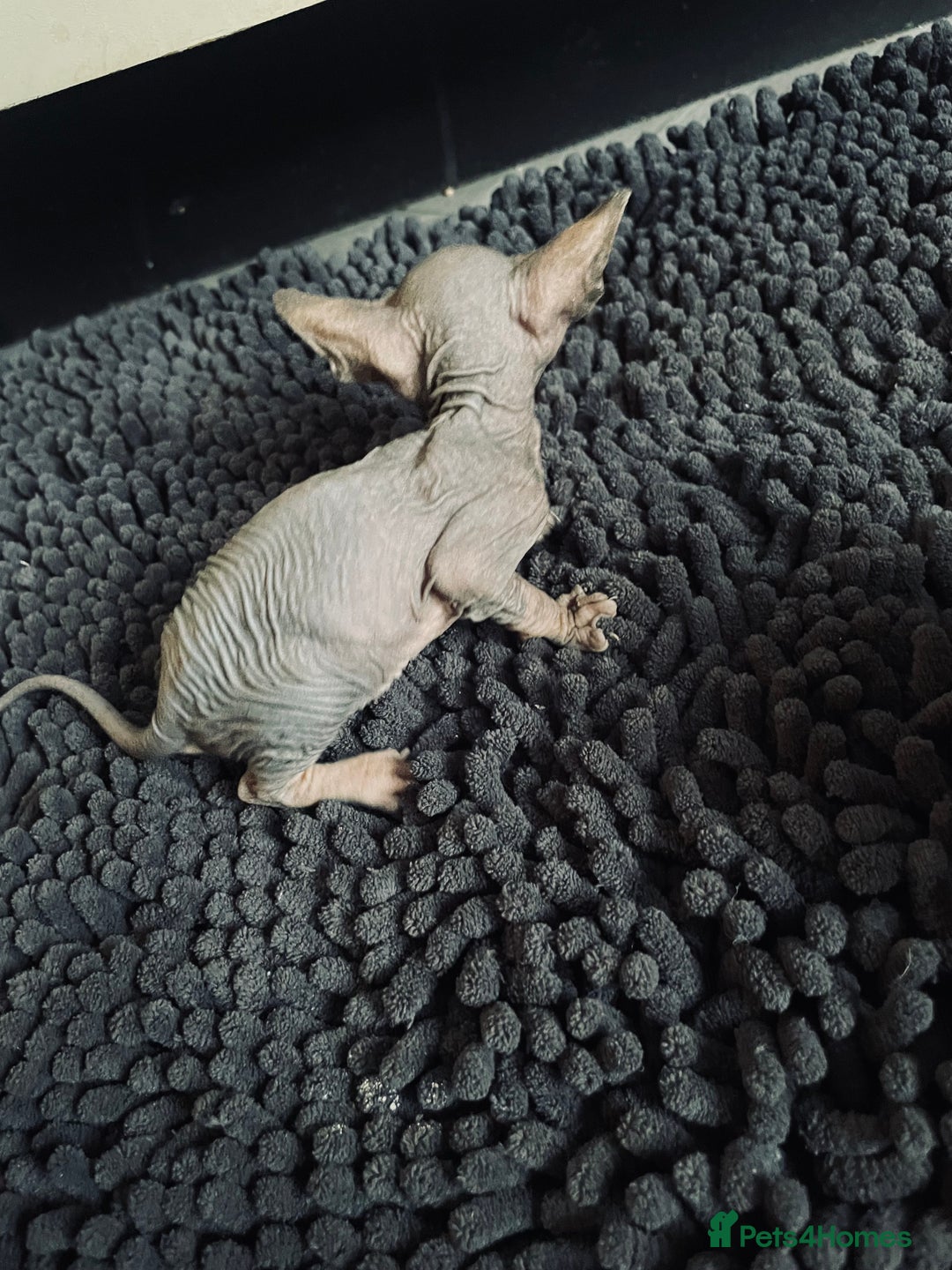 Sphynx cats for sale: Stunning Canadian sphynx kittens - Image 16