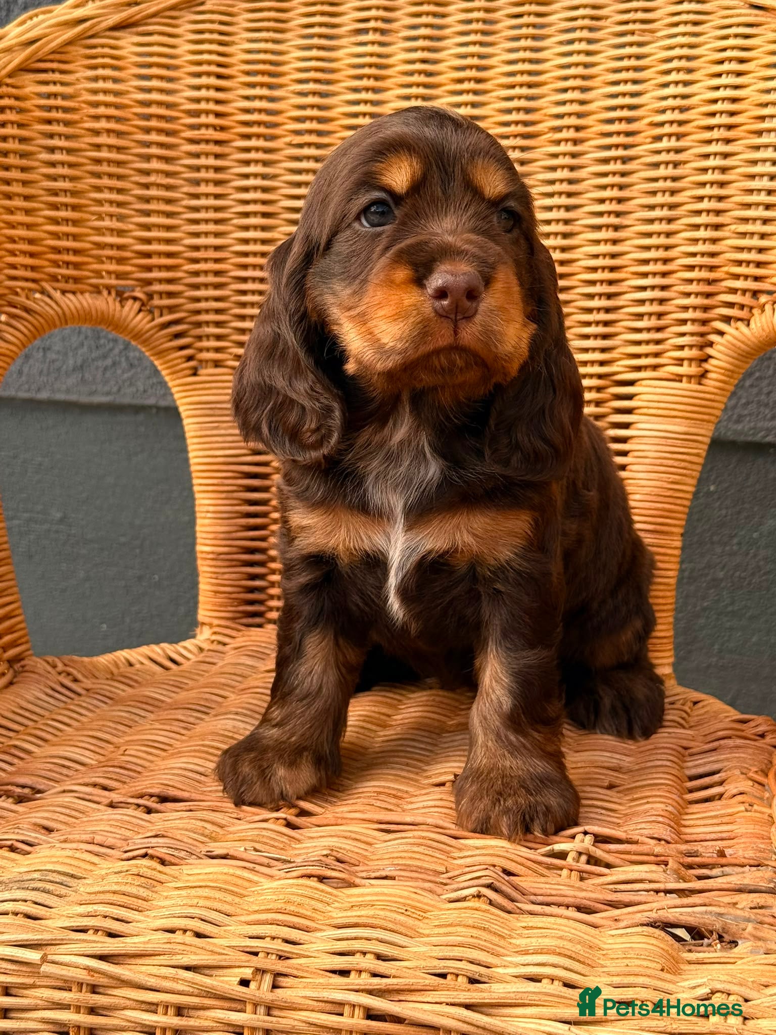 Cocker Spaniel dogs Show type cocker spaniels  - Advert 5