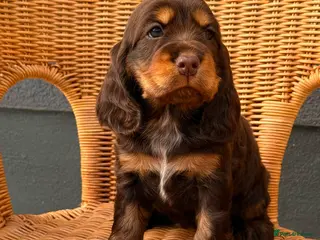 Cocker Spaniel dogs Show type cocker spaniels - Advert 5
