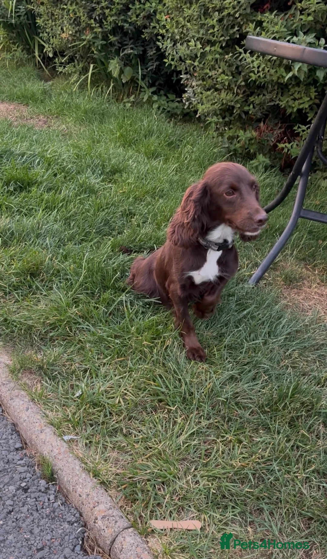 Cocker Spaniel dogs for sale: Cocker Spaniel Puppies - Advert 8