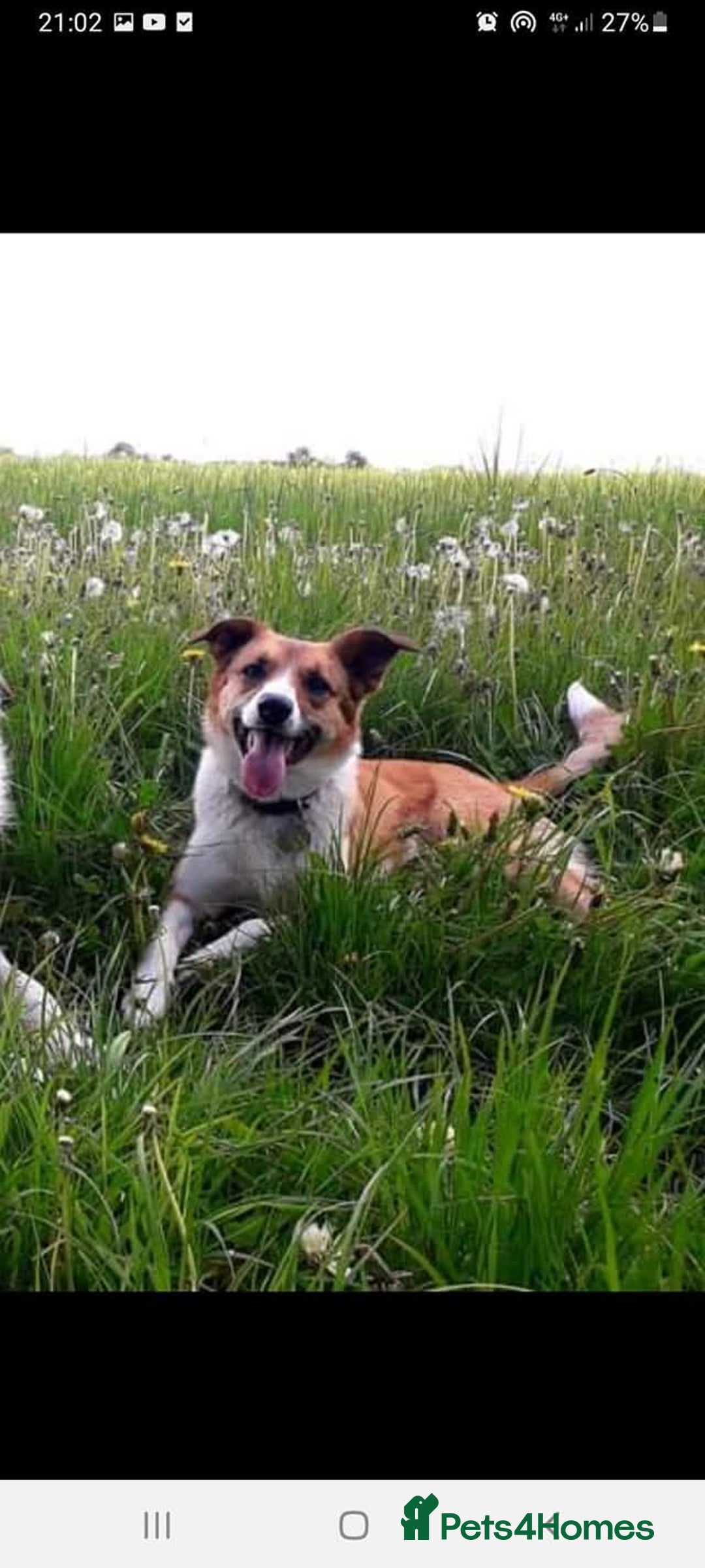 Border Collie dogs for sale: Welsh Sheepdog x Border Collie puppies for sale - Advert 2