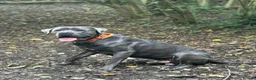 Cane Corso dogs for sale: 3 year old Cane Corso - Advert 5