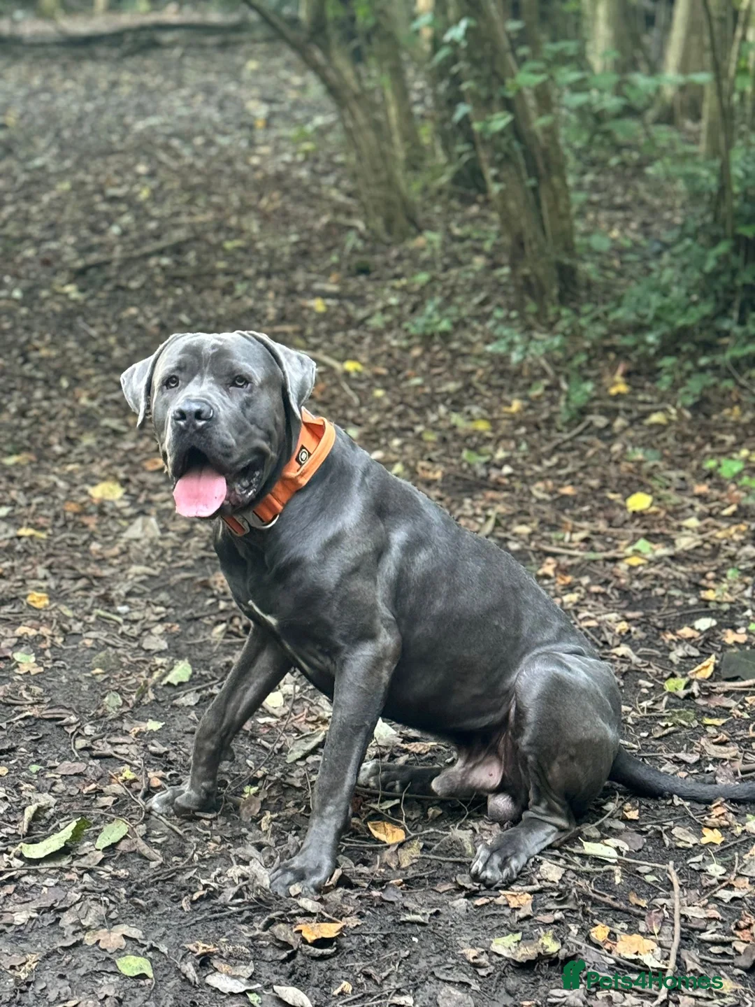 Cane Corso dogs for sale: 3 year old Cane Corso - Advert 5