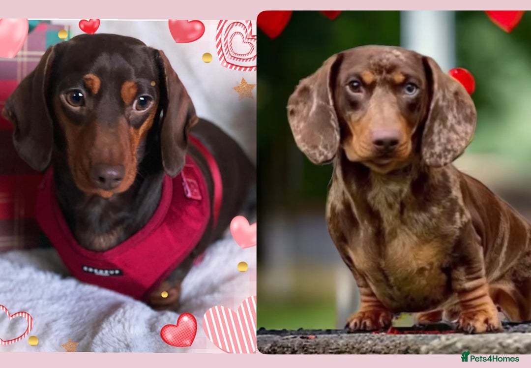 Miniature Dachshund dogs for sale: 🏆Champion KC Mini Dachshunds 0.4% COI 👌🏻 - Image 17