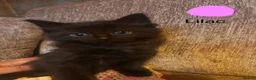 Mixed Breed cats for sale: 8 week old kittens ready for forever homes - Advert 2