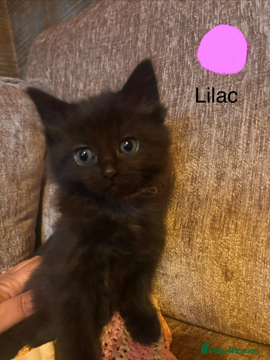 Mixed Breed cats for sale: 8 week old kittens ready for forever homes - Advert 2