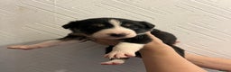 Border Collie dogs for sale: Pure Bred Border Collie Puppies - Advert 1