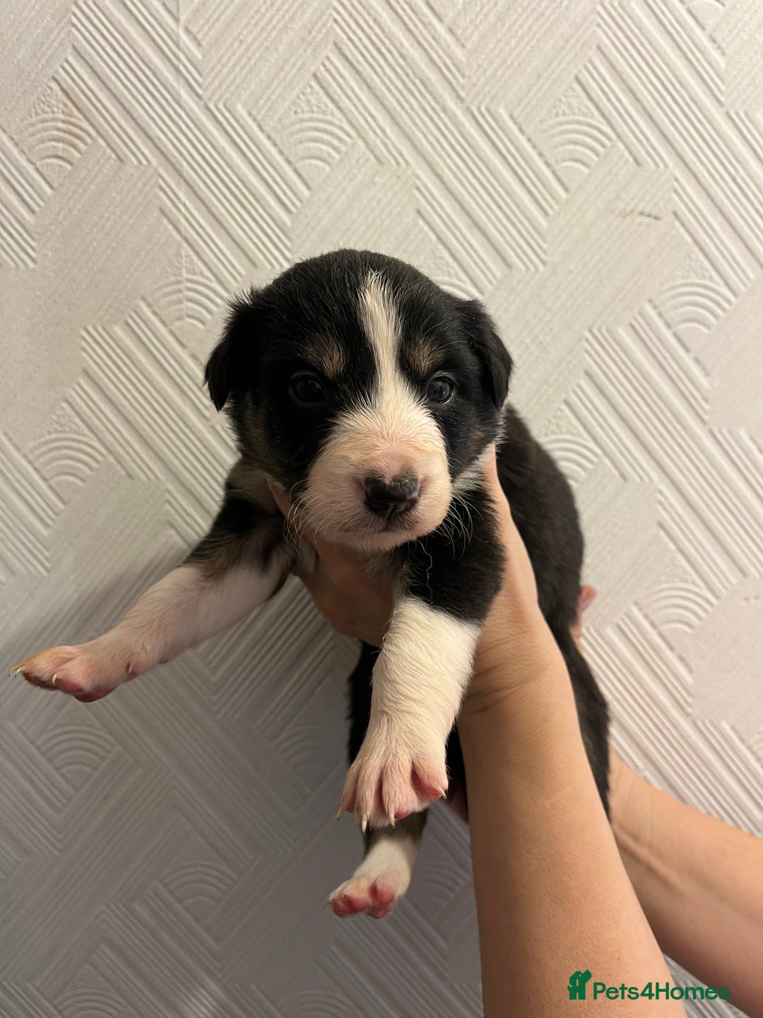 Border Collie dogs for sale: Pure Bred Border Collie Puppies - Advert 1