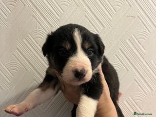 Border Collie dogs Pure Bred Border Collie Puppies - Advert 2