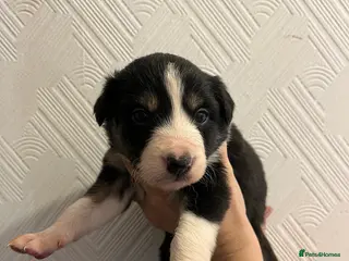 Border Collie dogs Pure Bred Border Collie Puppies - Advert 1