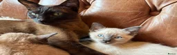 Tonkinese cats for sale: Exquisite Tonkdolls - Advert 1