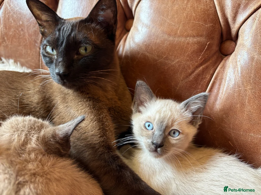 Tonkinese cats for sale: Exquisite Tonkdolls - Advert 1