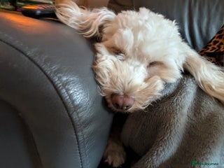 Cockapoo dogs for sale - Advert 1