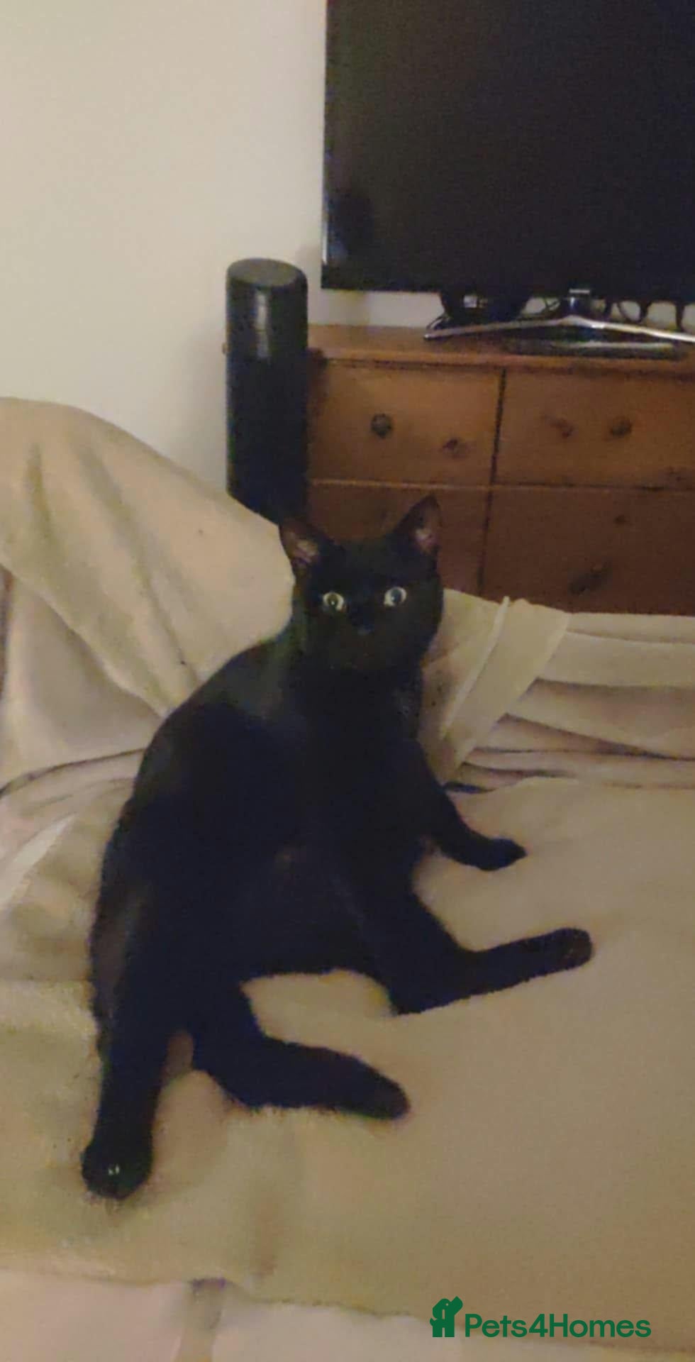 Mixed Breed cats for sale: Henry looking for a loving new home - Advert 8