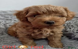 Maltipoo dogs for sale: red toy maltipoos - Image 9