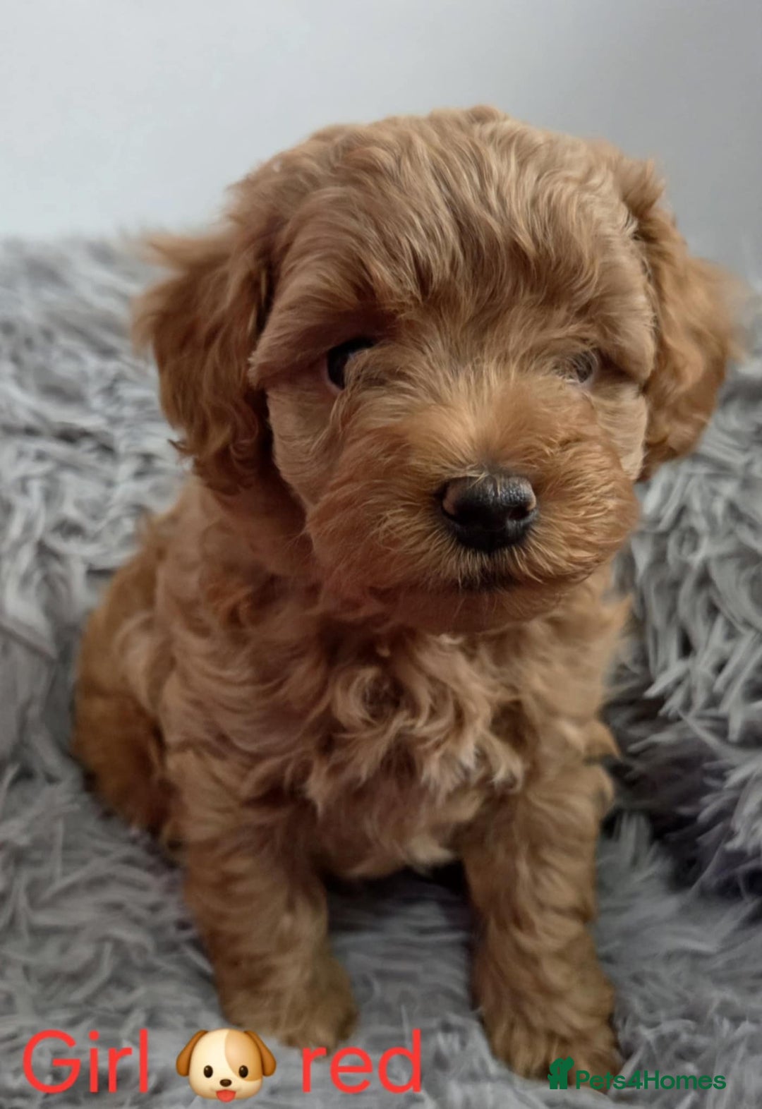 Maltipoo dogs for sale: red toy maltipoos - Image 9