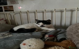 Mixed Breed cats for sale: Friendly kittens looking for homes ! - Image 17