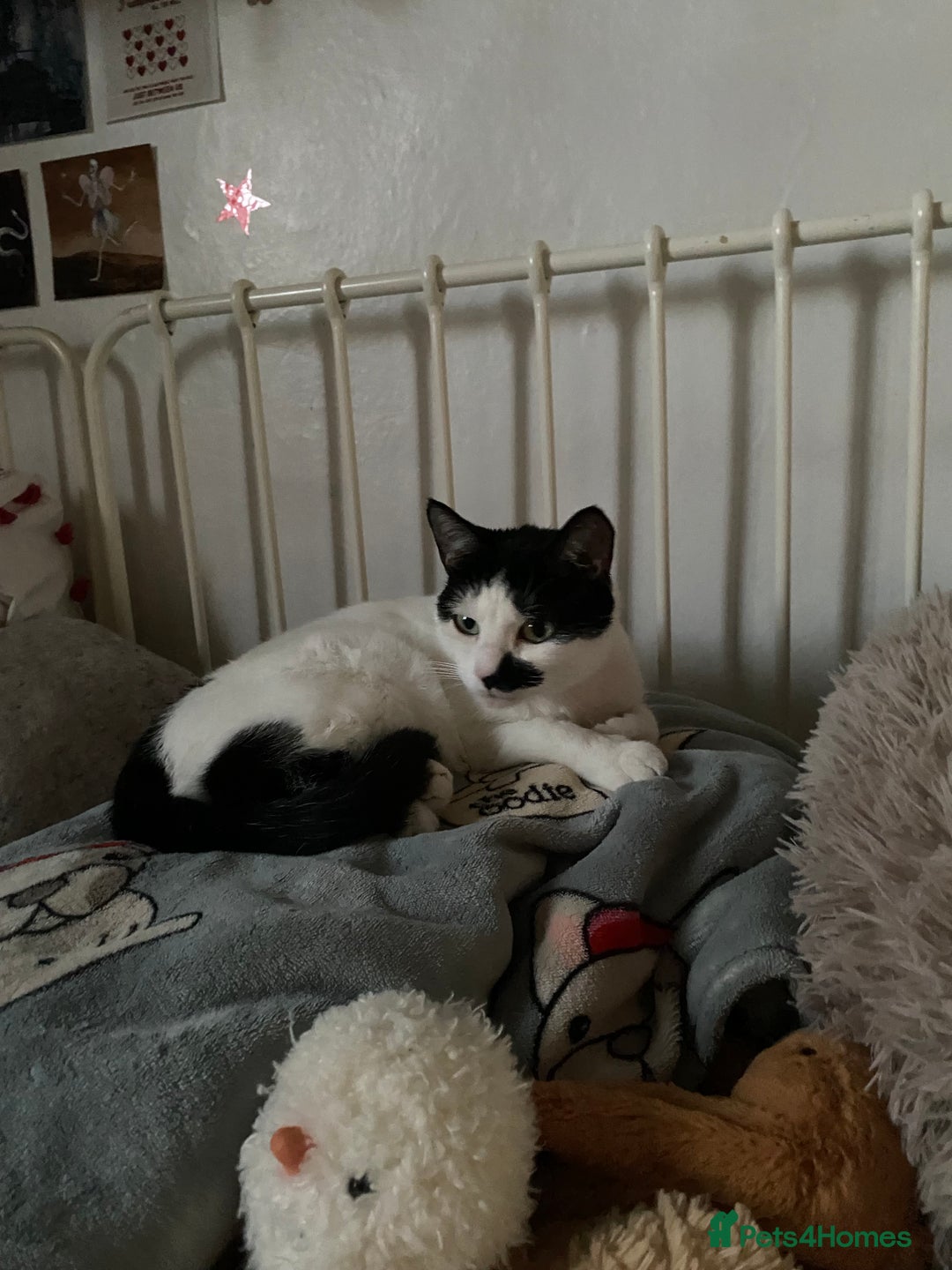 Mixed Breed cats for sale: Friendly kittens looking for homes ! - Image 17