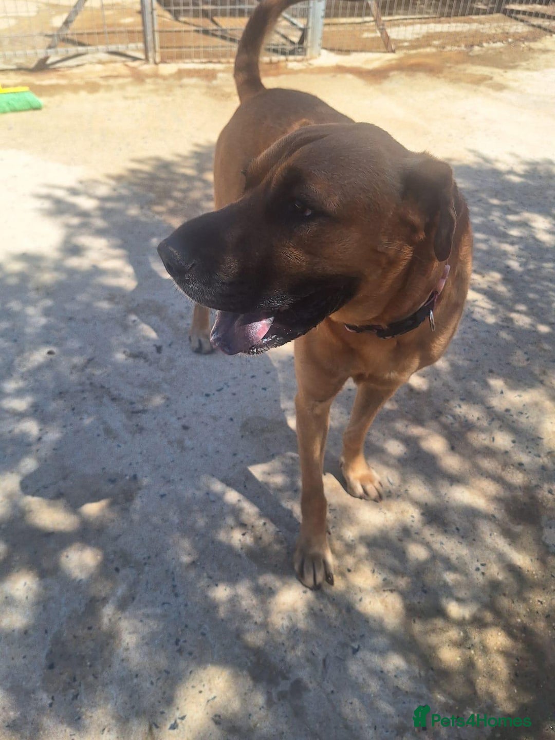 Mixed Breed dogs for adoption: Urgent 🚨 Home for Kobi  in Hengoed - Image 18