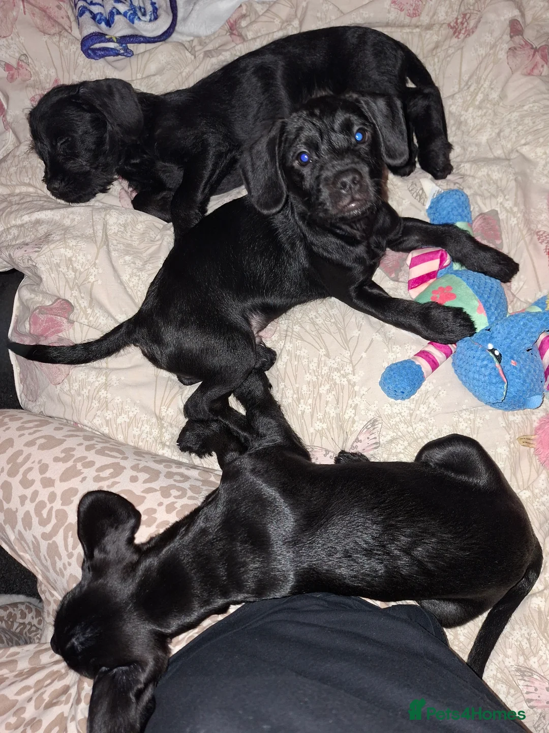 Mixed Breed dogs for sale: Miniature Poodle cross french bulldog puppies  - Advert 11