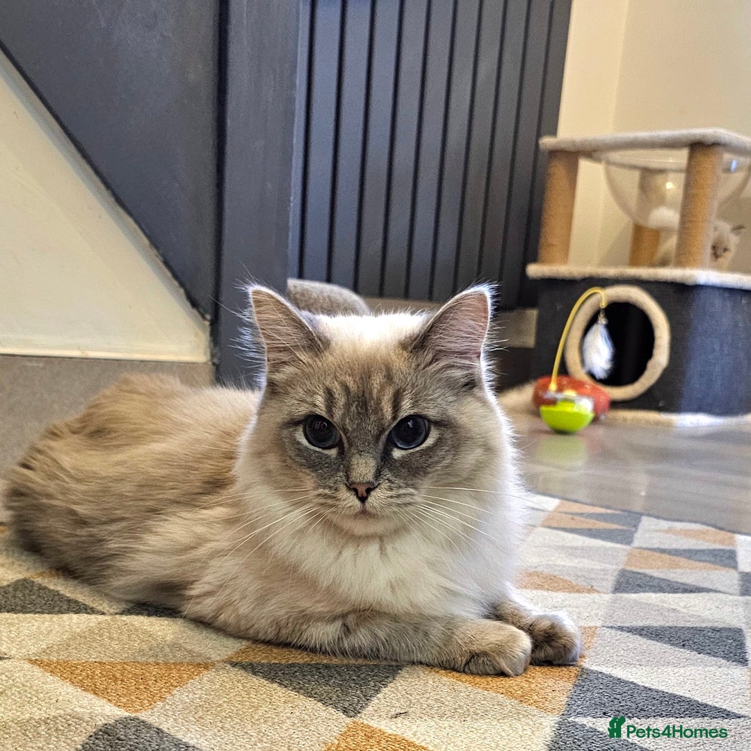 Ragdoll cats for sale: Stunning ragdoll kittens  - Advert 5