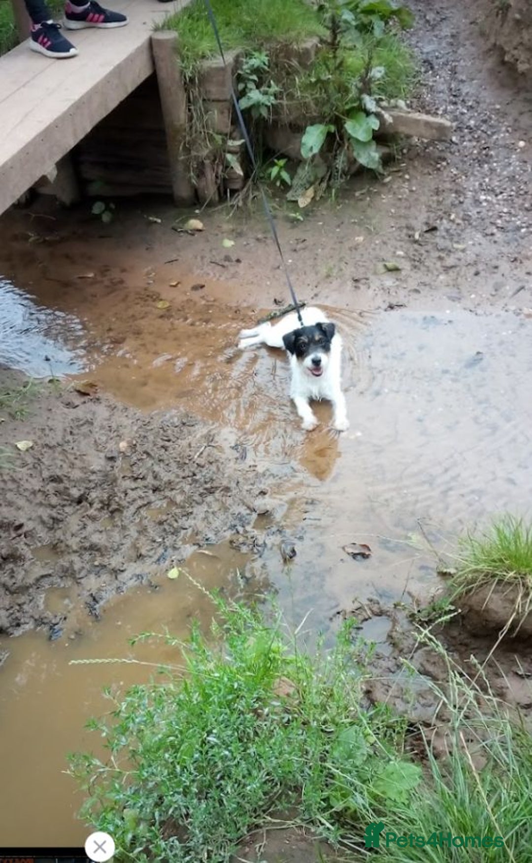 Jack Russell dogs for sale: JRT Female - Image 4