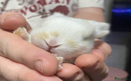 Mini Lop rabbits for sale: 4 Mini Lop Baby Bunnies - Image 6