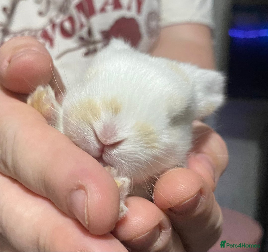 Mini Lop rabbits for sale: 4 Mini Lop Baby Bunnies - Image 6