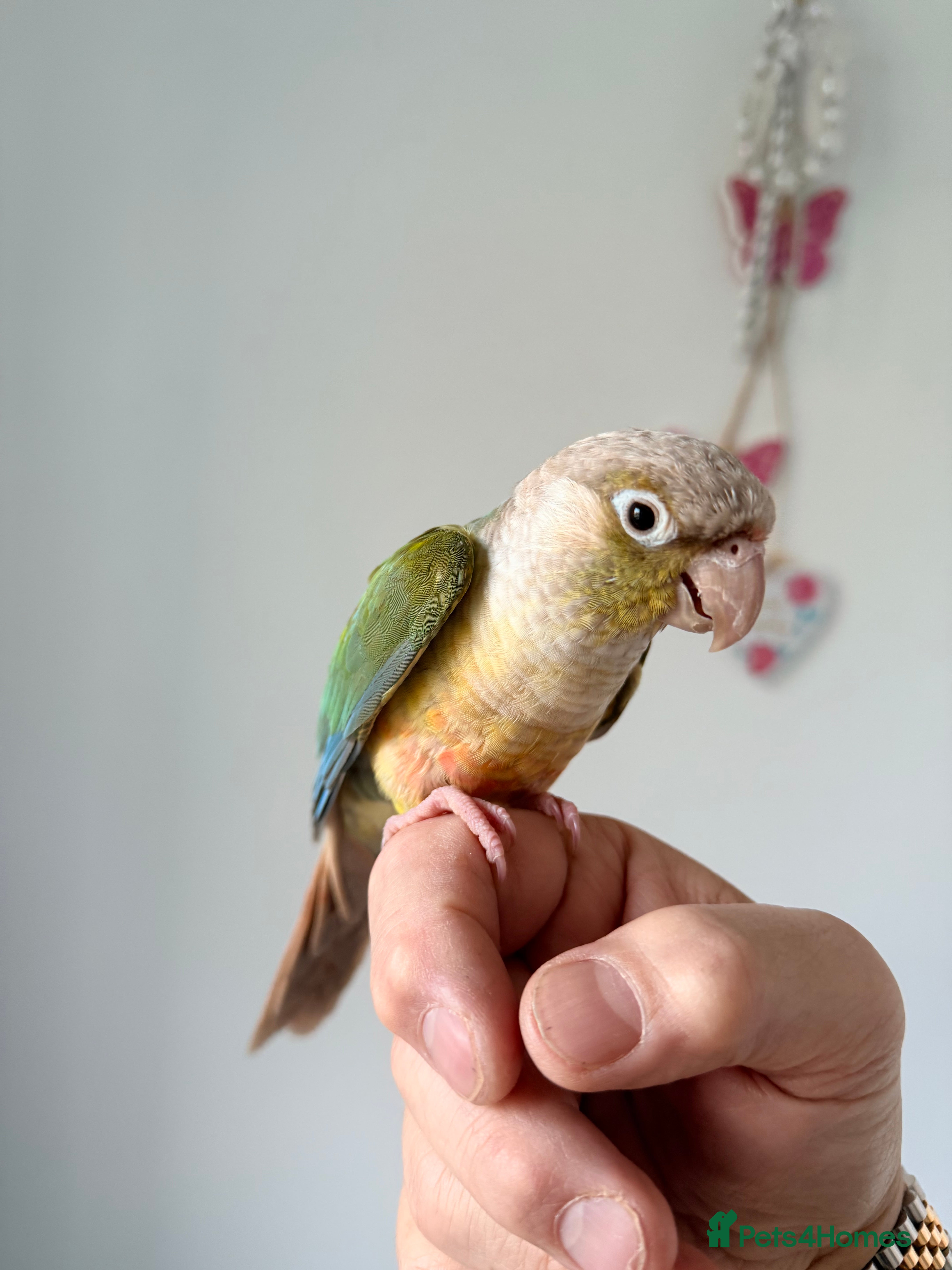 Lovebirds birds BEAUTIFUL PINEAPPLE CONURE BIRD LARGE TRAVEL CAGE  - Advert 9