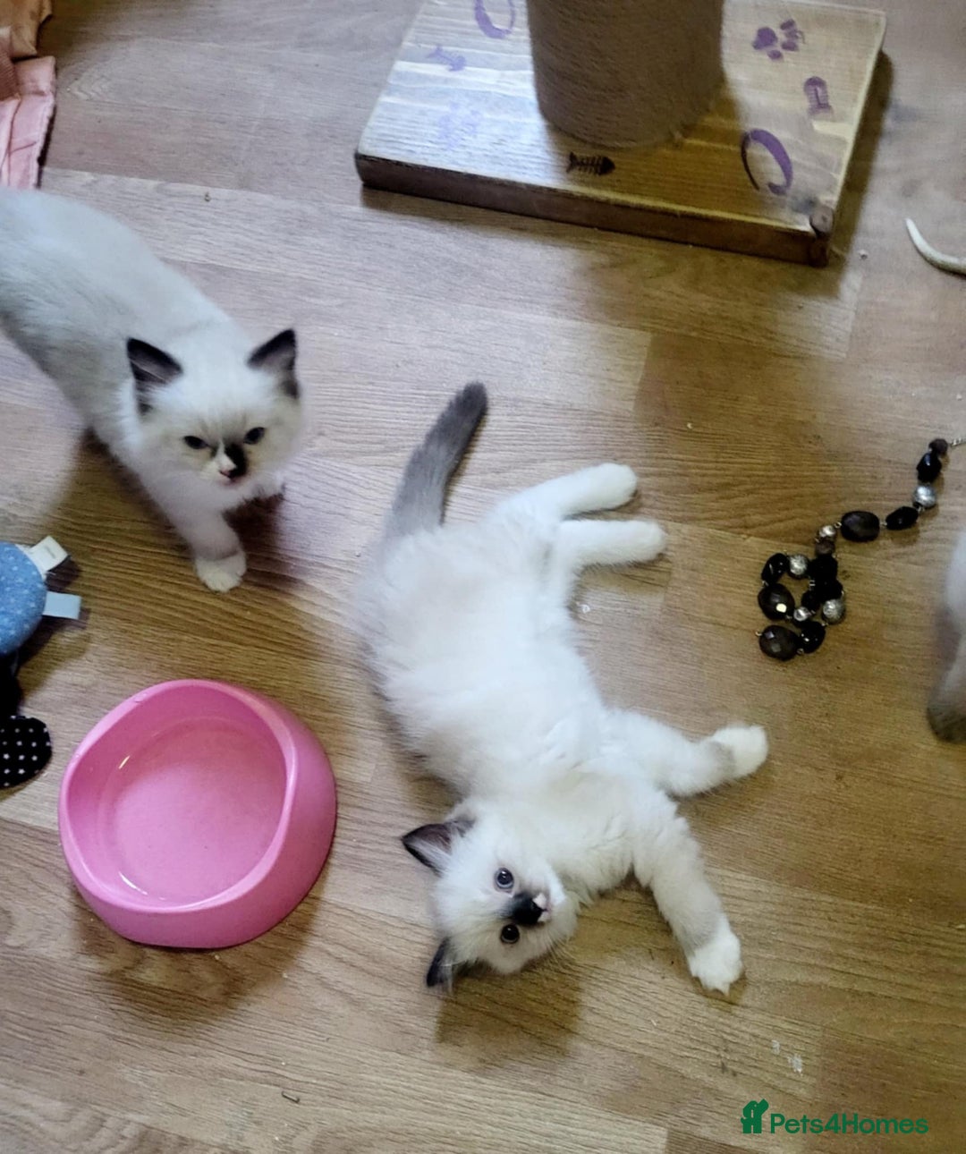 Ragdoll cats for sale: Gorgeous Ragdoll Kittens in Wednesbury - Image 13