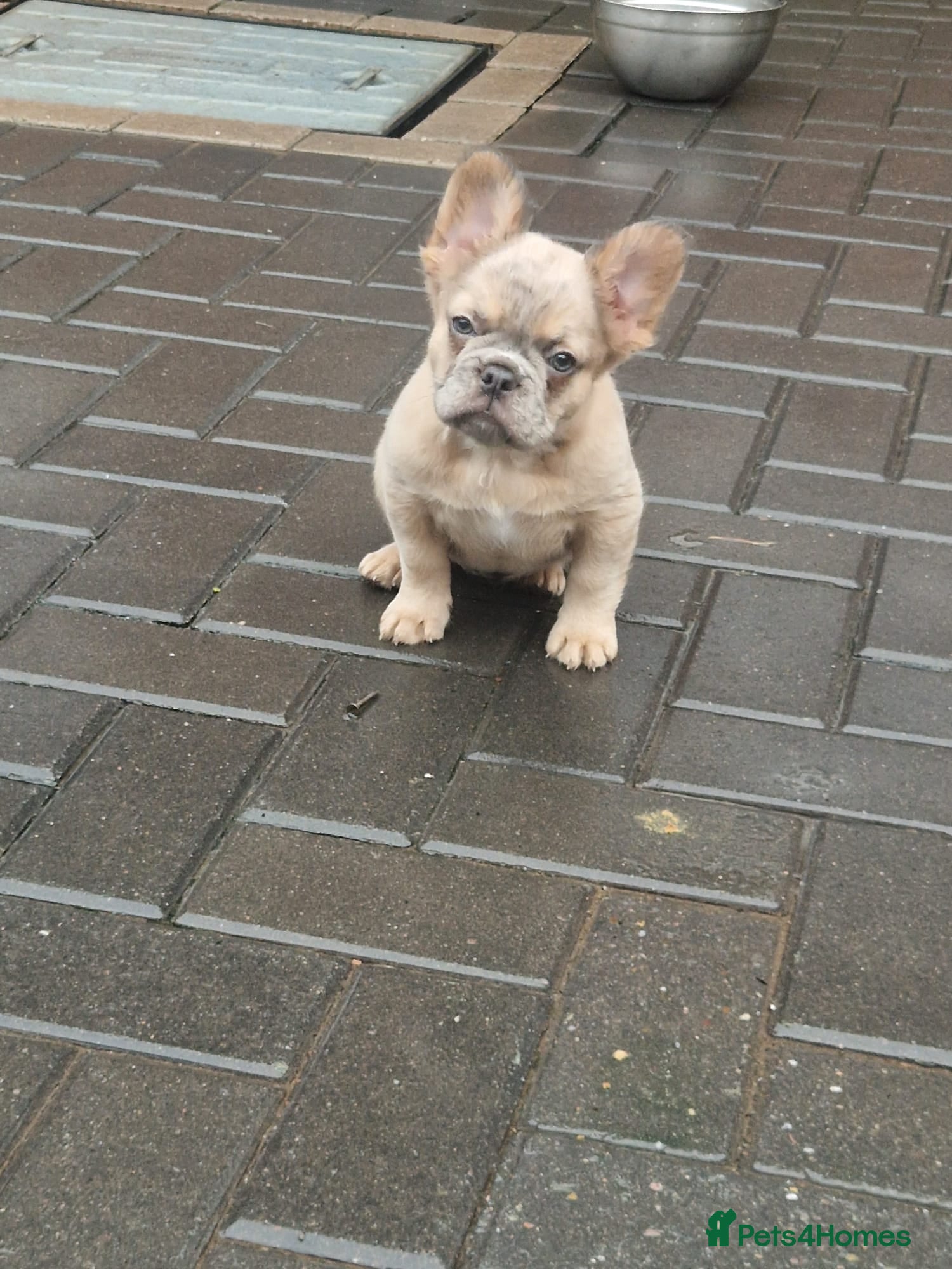 French Bulldog dogs Fluffy merle tri female french bulldog  - Advert 16