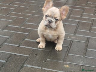 French Bulldog dogs Fluffy merle tri female french bulldog - Advert 16