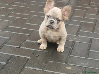French Bulldog dogs Fluffy merle tri female french bulldog - Advert 18