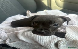 Mixed Breed dogs for sale: Cane corso x staff puppies  - Image 21