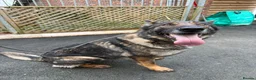 German Shepherd dogs for sale: German Shepherd dog pup - Advert 2