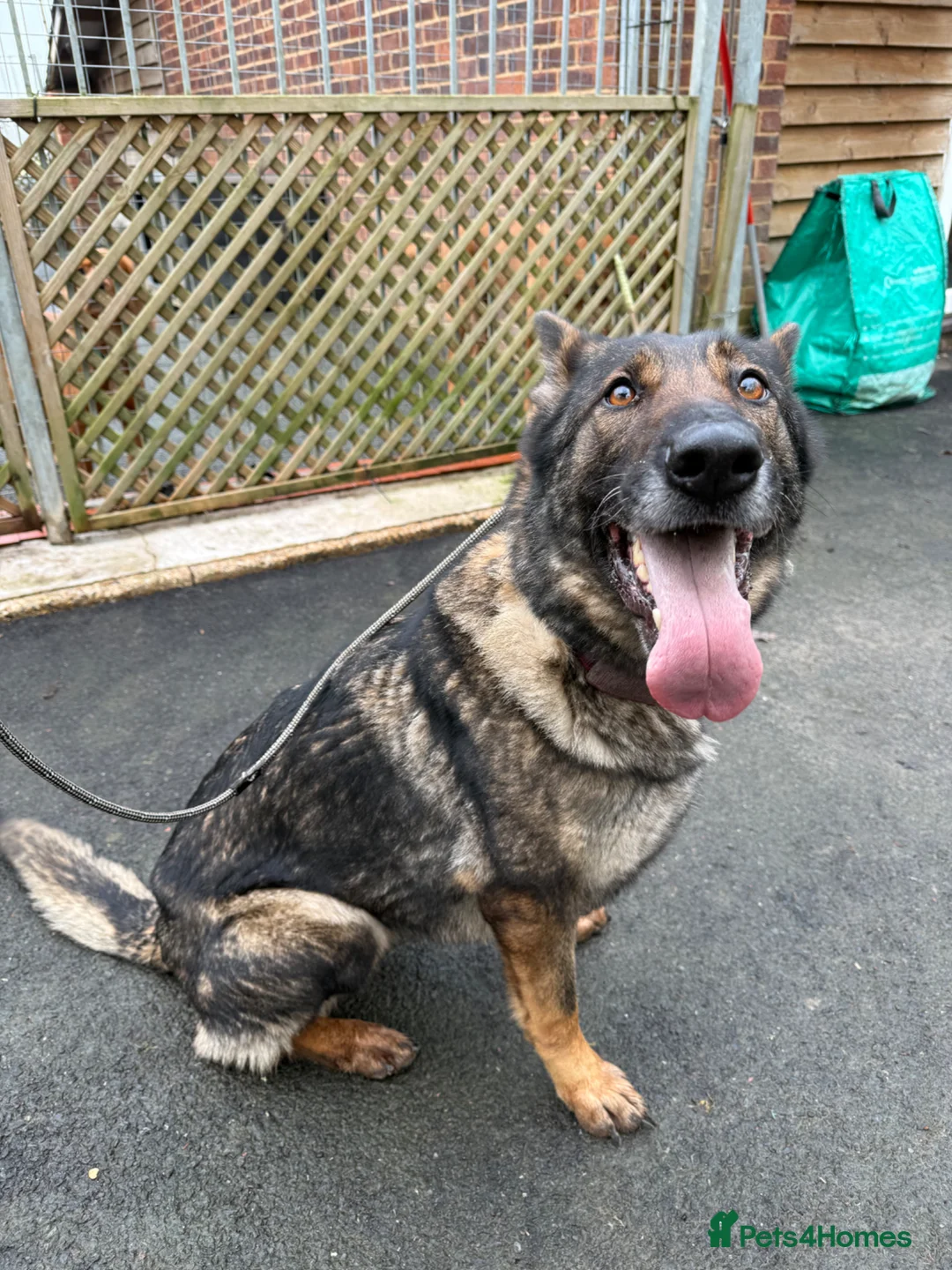 German Shepherd dogs for sale: German Shepherd dog pup - Advert 2