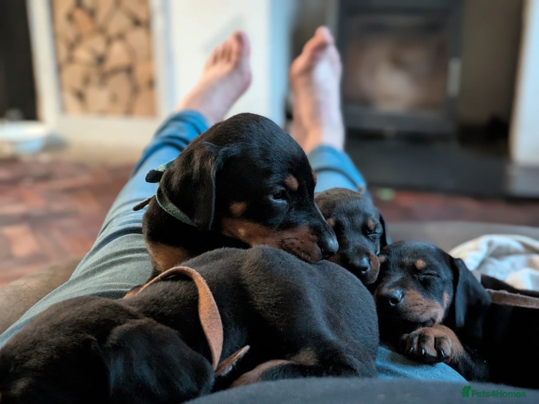 Dobermann dogs for sale: Beautiful doberman puppies ready for foreve homes  - Image 3