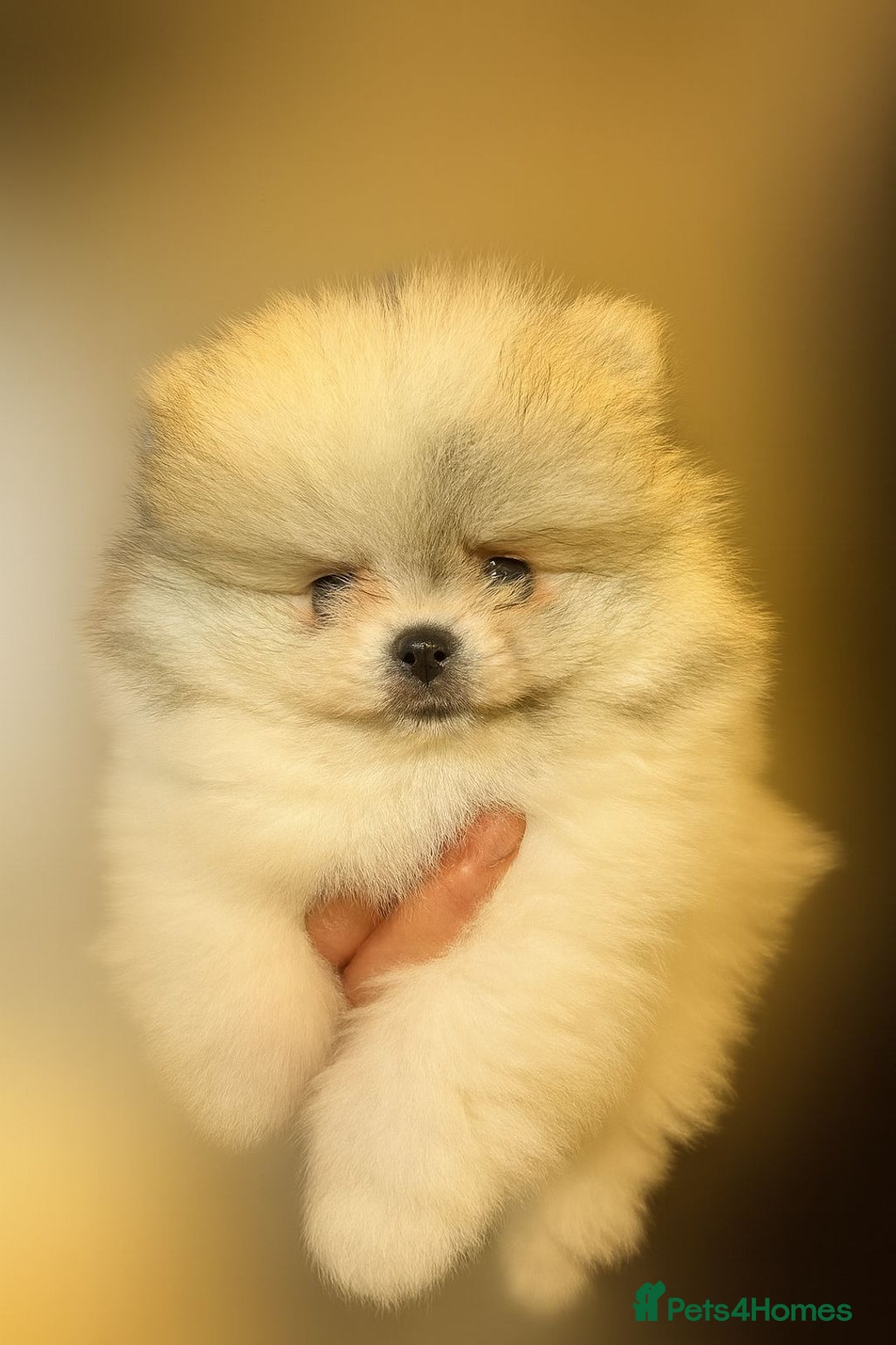 Pomeranian dogs for sale: KC registered small Pomeranians - Advert 5