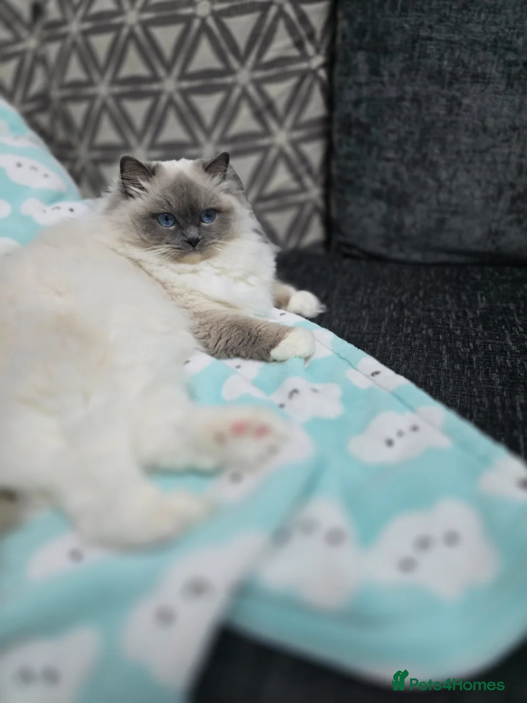 Ragdoll cats for sale: European Blue Mitted Ragoll - Advert 13