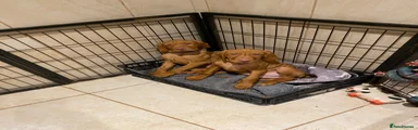 Hungarian Vizsla Puppy 5
