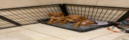 Hungarian Vizsla dogs for sale: LOVINGLY HANDLED WH HUNGARIAN vizsla puppies - Advert 2