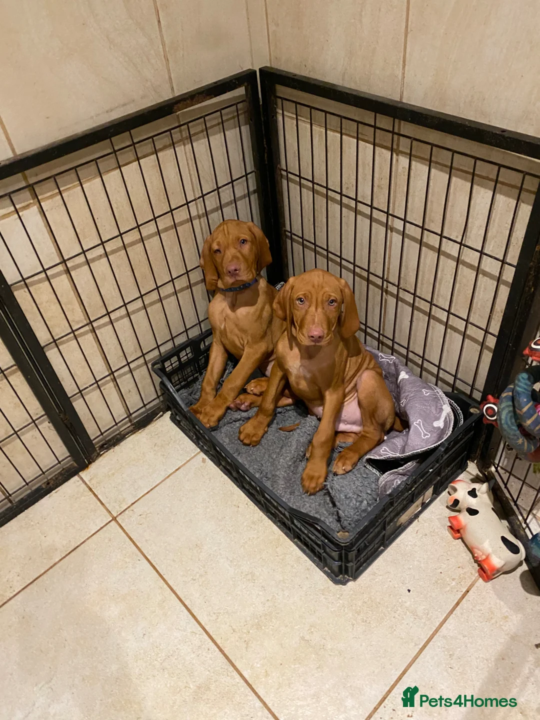 Hungarian Vizsla dogs for sale: LOVINGLY HANDLED WH HUNGARIAN vizsla puppies - Advert 2
