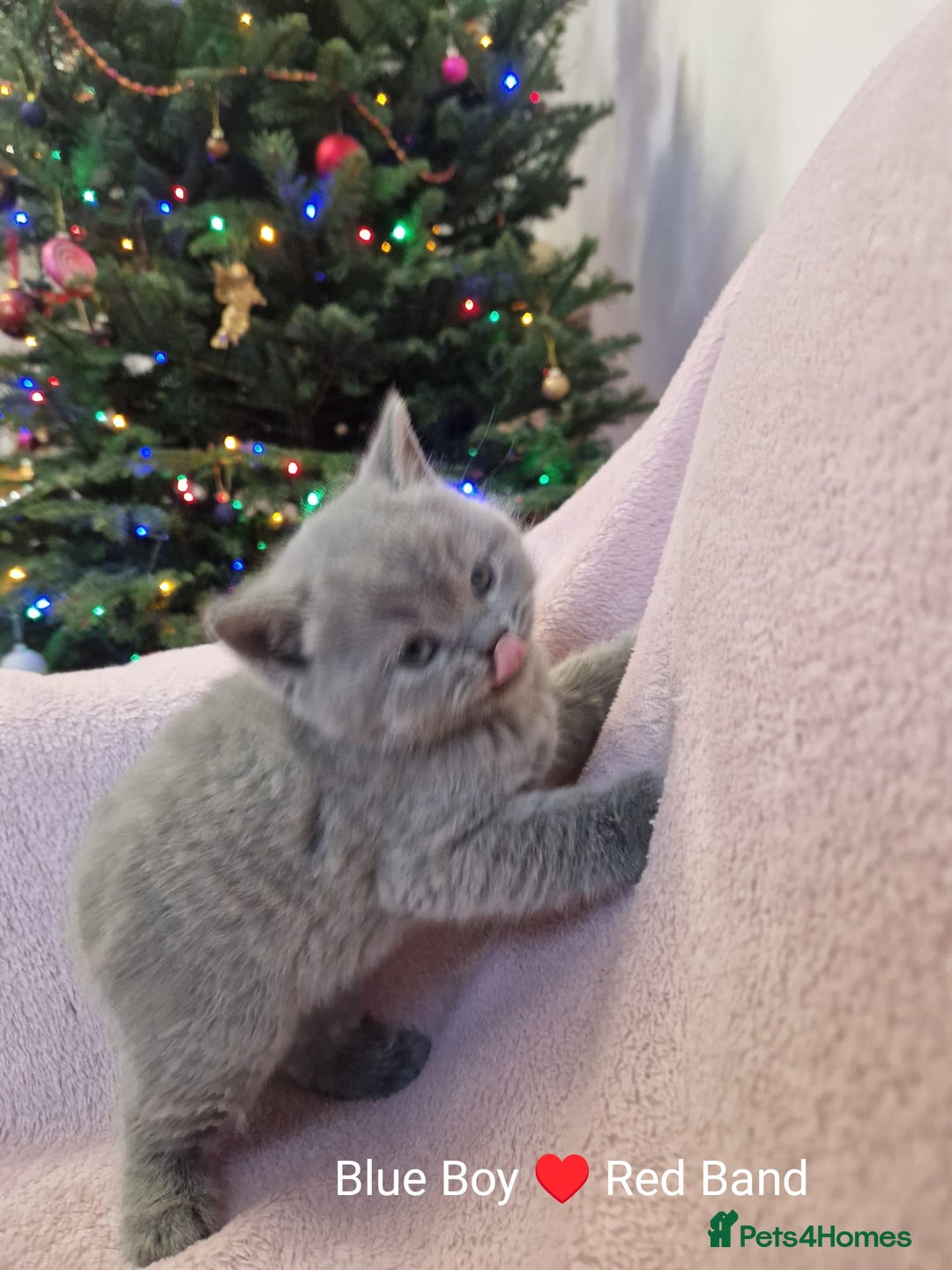 British Shorthair cats for sale: All Reserved Now. - Advert 9