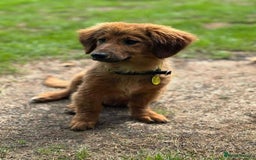 Mixed Breed dogs for adoption: MAGGIE -Friendly girl/4 months/loves dogs & kids - Image 15