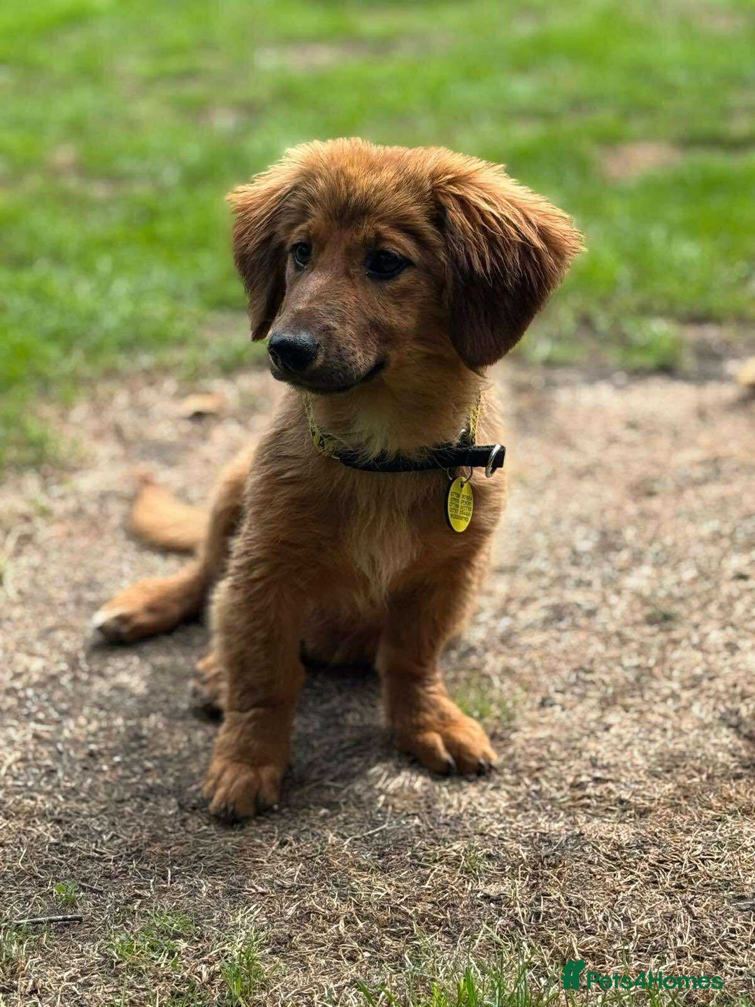 Mixed Breed dogs for adoption: MAGGIE -Friendly girl/4 months/loves dogs & kids - Image 15
