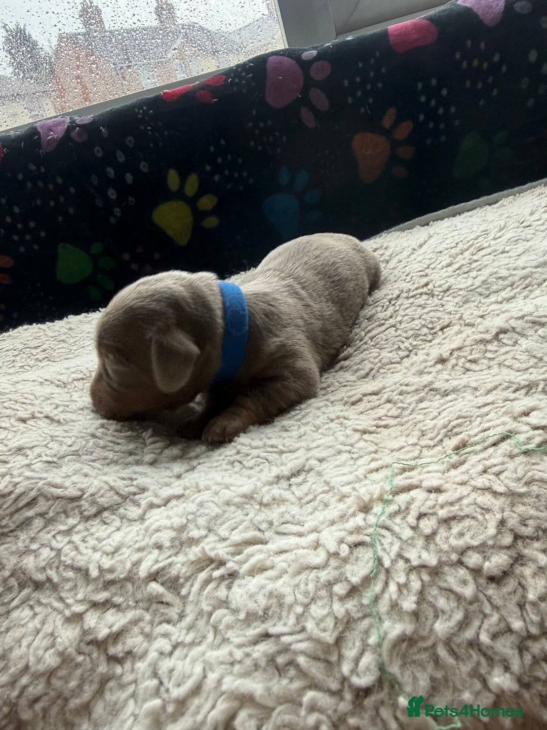 Miniature Dachshund dogs for sale: Miniature daxies - Advert 2
