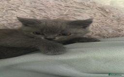 British Shorthair cats for sale: 5 British Shorthair kittens for sale - Image 3