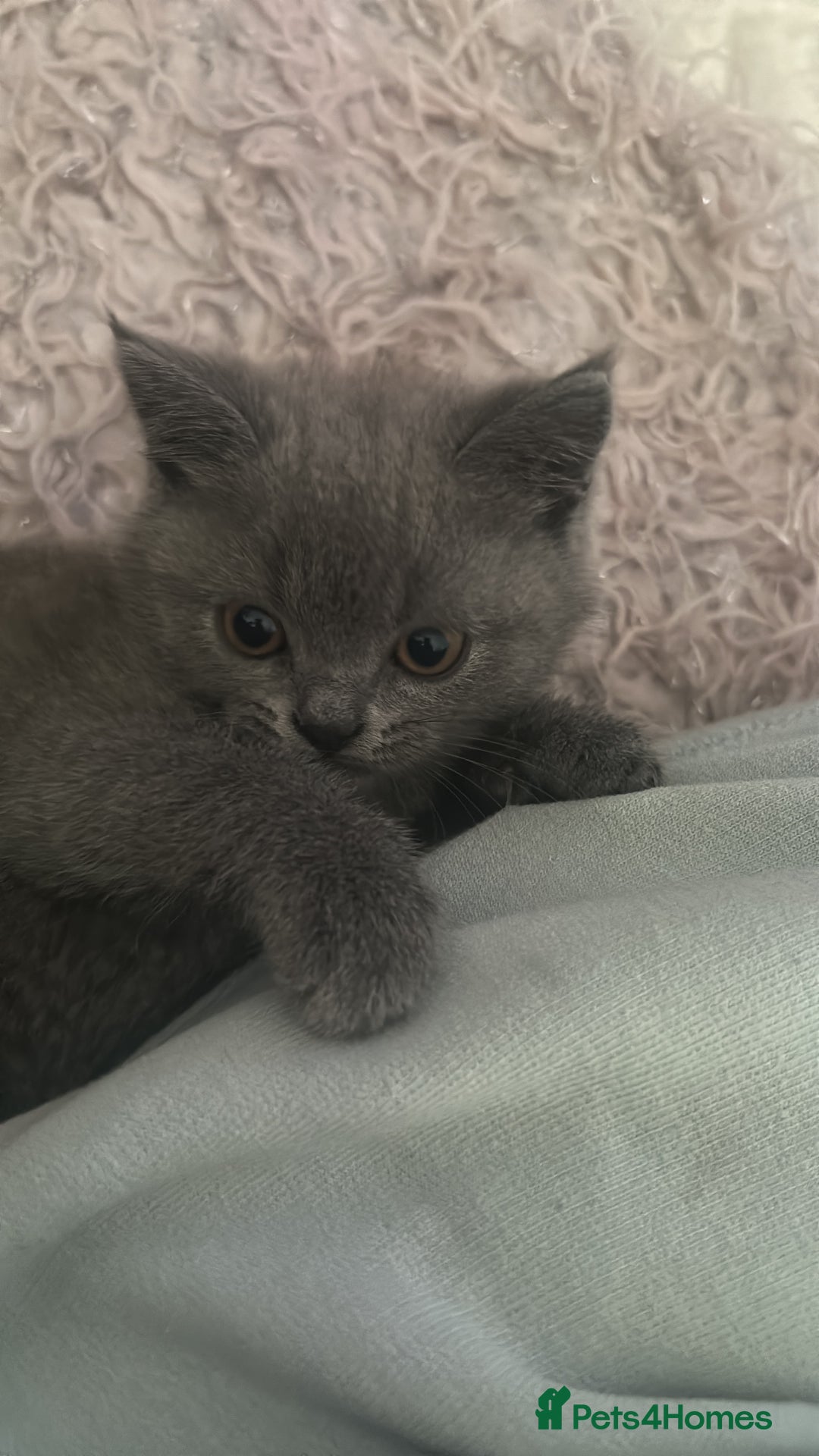 British Shorthair cats for sale: 5 British Shorthair kittens for sale - Image 3