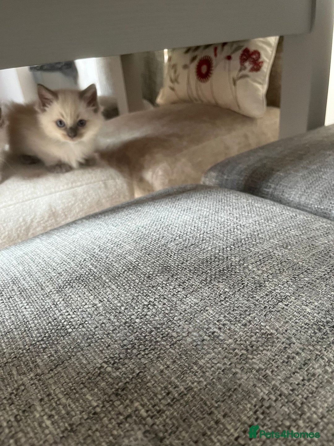 Ragdoll cats for sale: 2 Adorable Bluepoint boy Kittens left!  - Image 21